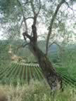 La vigna del CAstello di Potentino (38kb)
